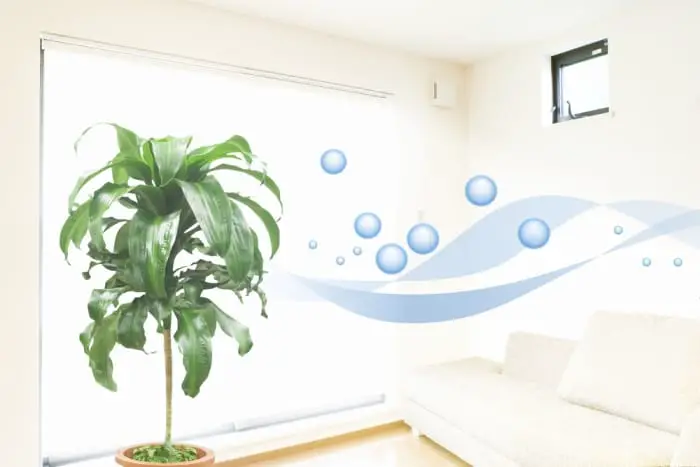 how to purify air at home naturally