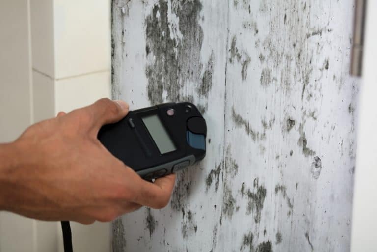 How To Test For Mold In House (Do It Yourself Guide) - Fresh Air Guru